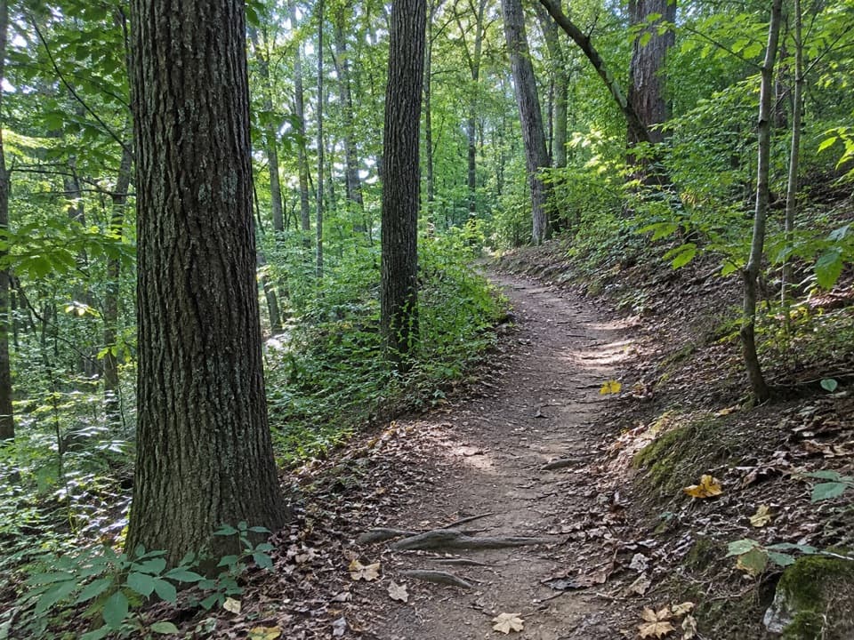 Woodland hiking trail